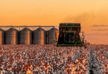 Piauí registra PIB de R$ 80,9 bilhões em 2023 e supera média de crescimento da região Nordeste