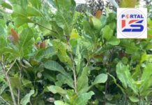 Prefeitura de Lagoa do Sítio abre cadastro para distribuição de mudas de cajú anão precoce