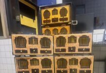 PRF flagra transporte irregular de aves silvestres durante fiscalização em Picos